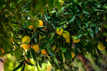The Orange on farmland. In a ripening state