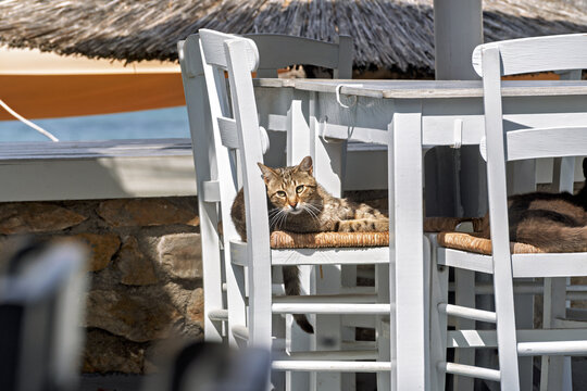 Relaxed outdoor scene in Syros, Greece, featuring a brown tabby cat resting on a woven chair beneath a white wooden table set. 