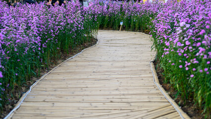 Winding bamboo walkway through a beautiful field of blooming purple Margaret flowers, leading lines nature concept.