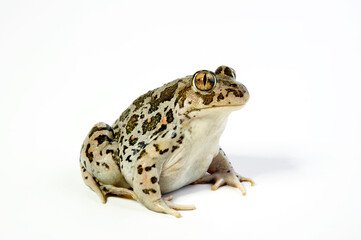 female Balkan spadefoot toad // weibliche Balkan-Schaufelkr&ouml;te (Pelobates balcanicus chloeae) - Peloponnes, Griechenland