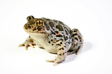 Balkan-Schaufelkr&ouml;te // Balkan spadefoot toad (Pelobates balcanicus chloeae) - Peloponnes, Griechenland