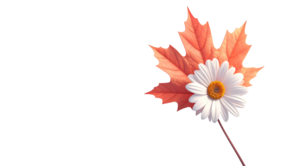 A daisy with a sun-lit orange leaf on black, symbolizing nature and the season