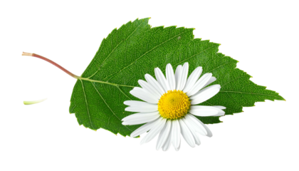 A daisy flower rests on a large, green leaf, isolated on a black background