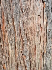 Obraz premium Beautiful tree bark texture closeup 