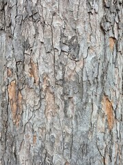 Fototapeta premium Cracked tree bark texture 
