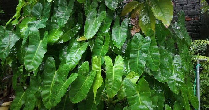 Close up of lush green tropical leaves with water droplets during rain.( in slow motion )