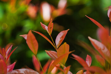 Vibrant Red and Orange Leaves on a Bush with a Soft Green Background.