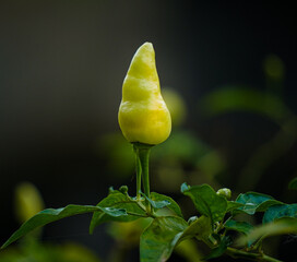 A single unripe green chili pepper grows on a plant with a dark blurred background.