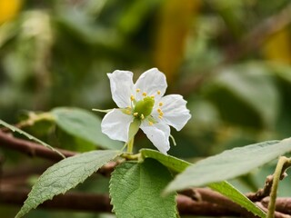 kersen flower (Muntingia calabura) in the morning