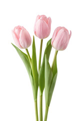 Fototapeta premium Pink Tulip Flowers Isolated on Transparent Background 