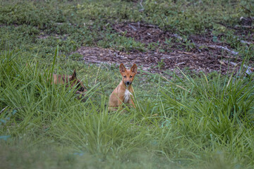 Australian DingoWild Australian Dingo Natural