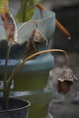 Close-up of a dried flower with a long stem and blurred background.