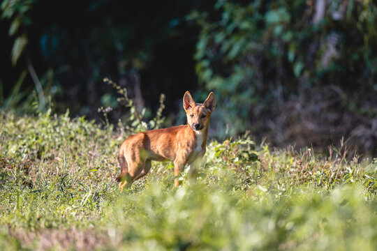 Australian dingo.
Wild Australian dingo in natural bushland habitat. Native predator of Australia photographed outdoors with natural light.