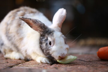 Cute little rabbit on green grass with natural bokeh as background during spring. Young adorable...