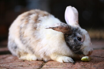 Cute little rabbit on green grass with natural bokeh as background during spring. Young adorable bunny with fresh vegetable.