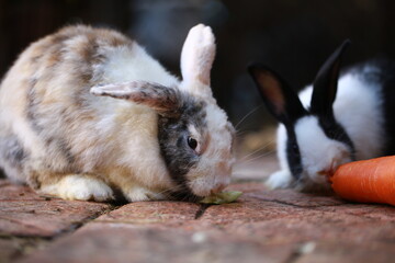 Cute little rabbit on green grass with natural bokeh as background during spring. Young adorable...