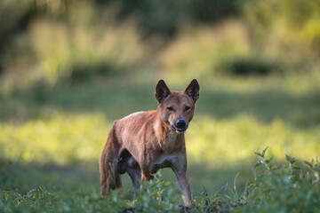 Australian dingo.
Wild Australian dingo in natural bushland habitat. Native predator of Australia...