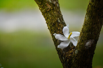 Delicate White Flower Nestled in Tree Bark with Soft Green Background.