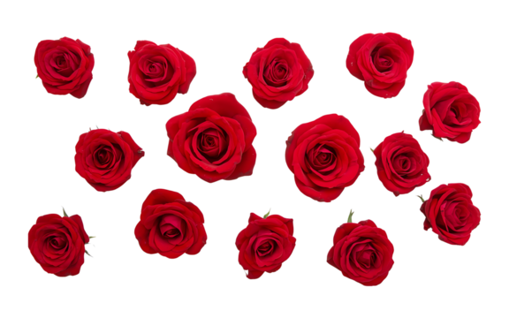 Multiple red roses scattered flat lay isolated on transparent background - Powered by Adobe