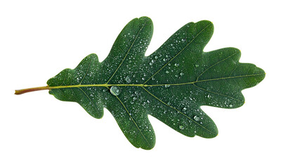 A close-up of a green oak leaf, wet with water droplets, against a black background