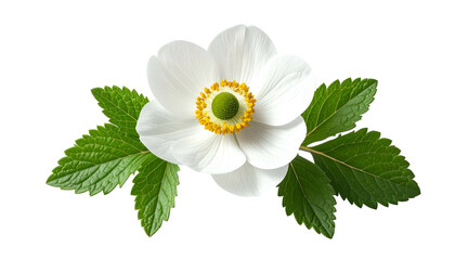 A pristine white flower with yellow center, surrounded by lush green leaves, on black