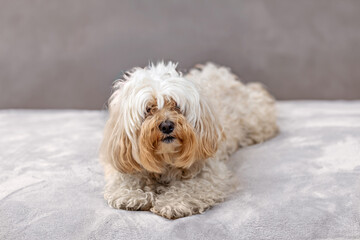 Small Maltipoo dog with fluffy light-colored fur lying on a soft bed in a home interior. Calm scene representing home comfort, pet care, relaxation, and cozy lifestyle.