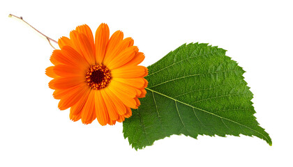 Bright orange flower with dark center, green leaf, and thin branch. Isolated on black