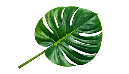 Lush, glossy, tropical Monstera deliciosa leaf against a stark, black background