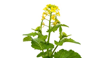 Bright yellow flower on green stem isolated on white background
