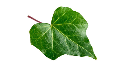 A single, vibrant green ivy leaf with a red stem, isolated on a black background