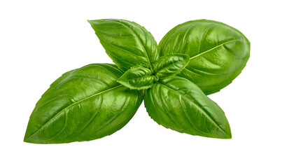 Isolated close-up of vibrant green basil leaves, showing detailed veins and texture