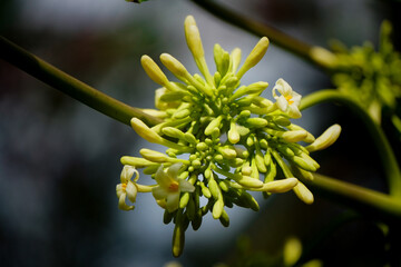 Close-up of vibrant green papaya flower buds on a branch in natural light.