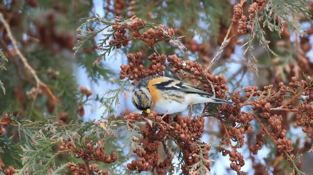 Close-up of an adult male brambling perched on a thuja branch and eating thuja seeds while facing the camera lens on a cold winter day.
