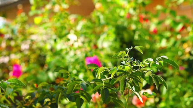 Beautiful video of green branches of rosehip swaying on sunny summer day on background of blurred colorful background of rose bushes with flowers, round bokeh effect. Natural surroundings of garden