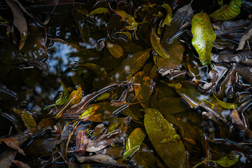 Close-up of lush green and brown leaves with dappled sunlight filtering through.