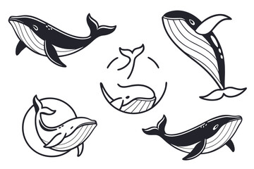 Illustrations of whales in motion isolated on white background, Vector