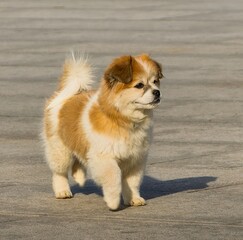 Asia, China, Luoyang, Shaolin Kung Fu Temple, dog in the park, 
