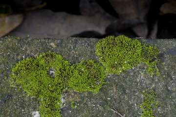 Vibrant Green Moss Growing on a Concrete Surface in a Natural Setting.