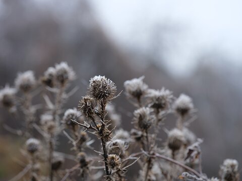 A close-up shot of dried thistle seed heads covered in white hoarfrost. - Powered by Adobe