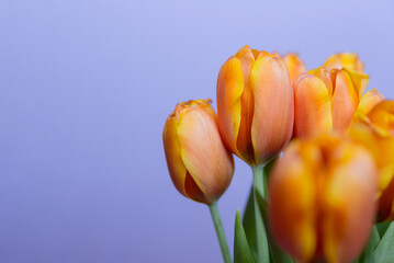 A bouquet of orange tulips with yellow tips against a soft purple background. The flowers are fresh and vibrant, showcasing their natural beauty.