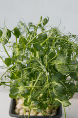 A close-up of a green pea plant in a small pot. The plant features vibrant green leaves and delicate tendrils, showcasing its healthy growth.