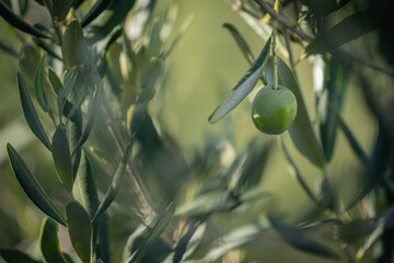 Single green olive ripening on a branch in a Mediterranean sunshine © Lea