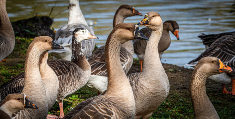 Geese standing on grassy bank near water in Guarbecque