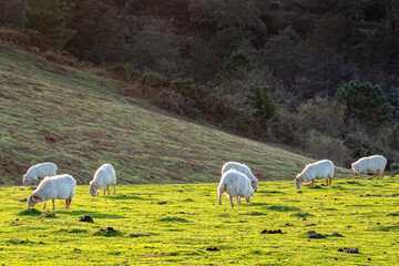 Group of sheep grazing on green farm pasture