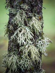 Tree bark covered in natural light green lichen