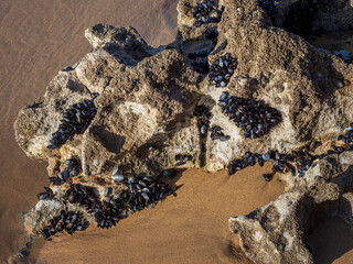 Mussels clinging to beach rock at low tide