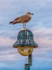 Seagull perching on a weathered street light against blue sky