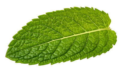 Fototapeta premium Close-up of a vibrant green leaf, isolated on a black background, showing intricate details