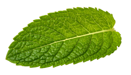 Close-up of a vibrant green leaf, isolated on a black background, showing intricate details