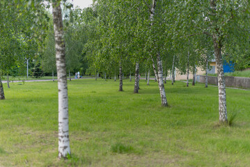 A serene park scene with several birch trees and a grassy area. The landscape is lush and green, providing a peaceful outdoor environment.